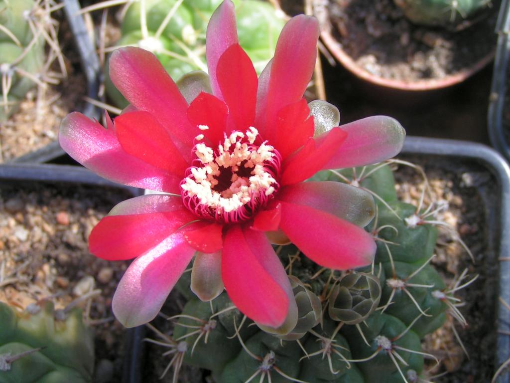 Gymnocalycium baldianum